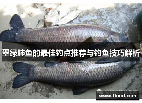翠绿肺鱼的最佳钓点推荐与钓鱼技巧解析
